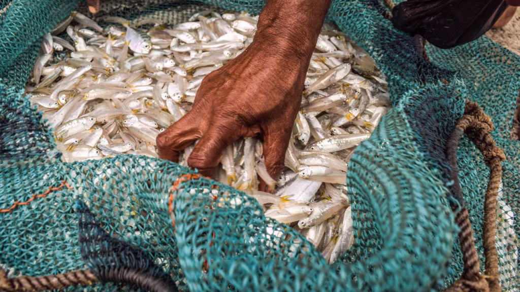fisheries subsidies