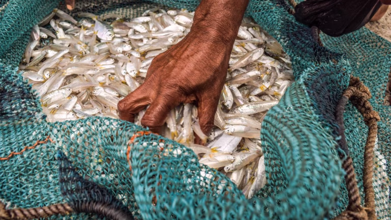 fisheries subsidies