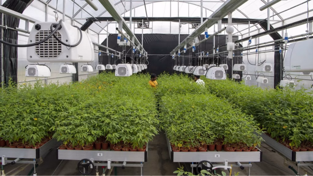 icrisat cgiar s breeding resources hub