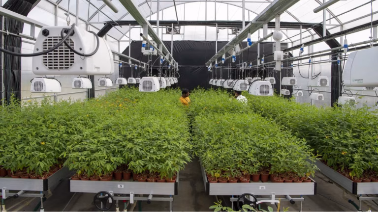icrisat cgiar s breeding resources hub