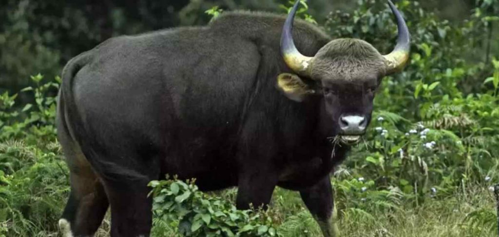 wild buffallo attack idukki