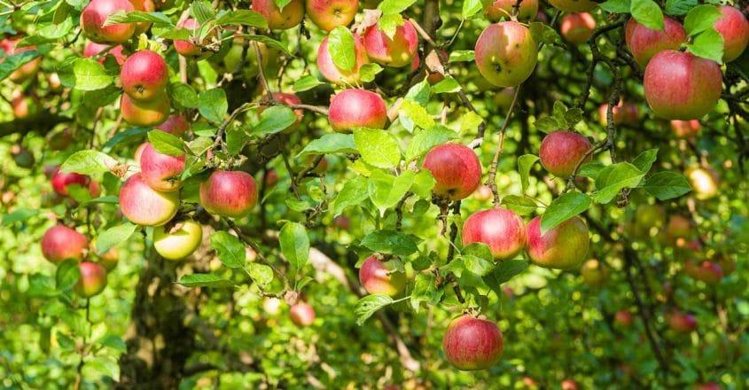 apple