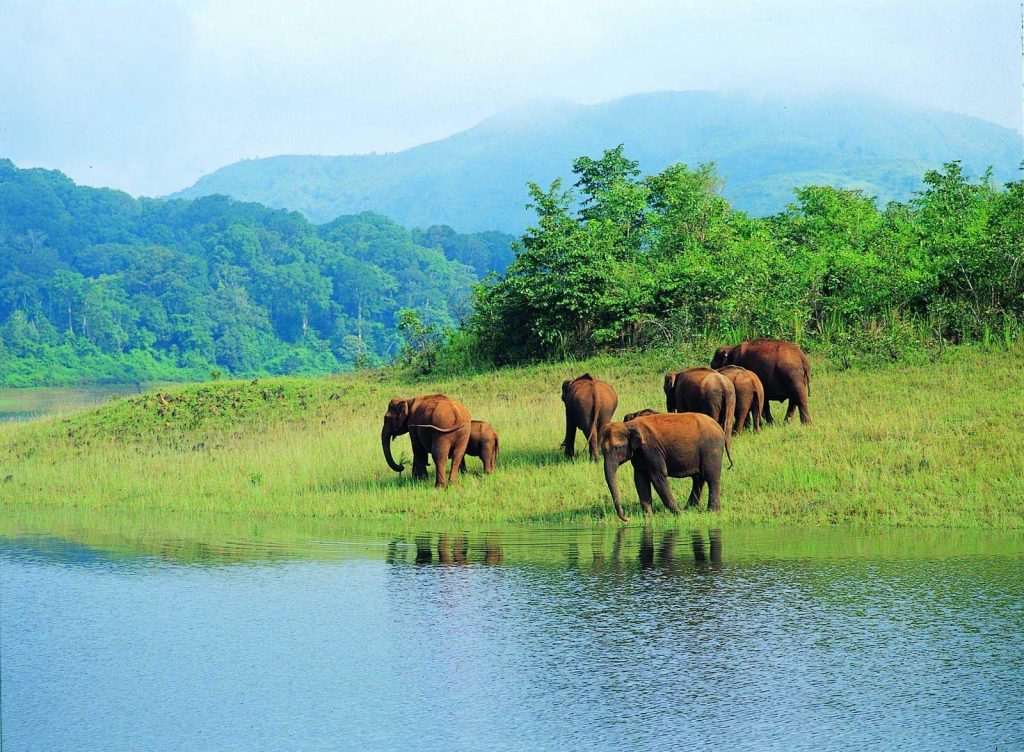 wild life